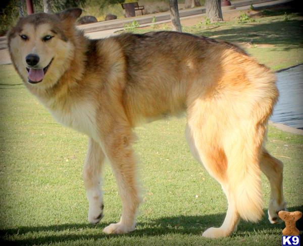 azwolfdogs Picture 1